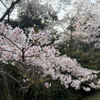 月見山の桜🌸
