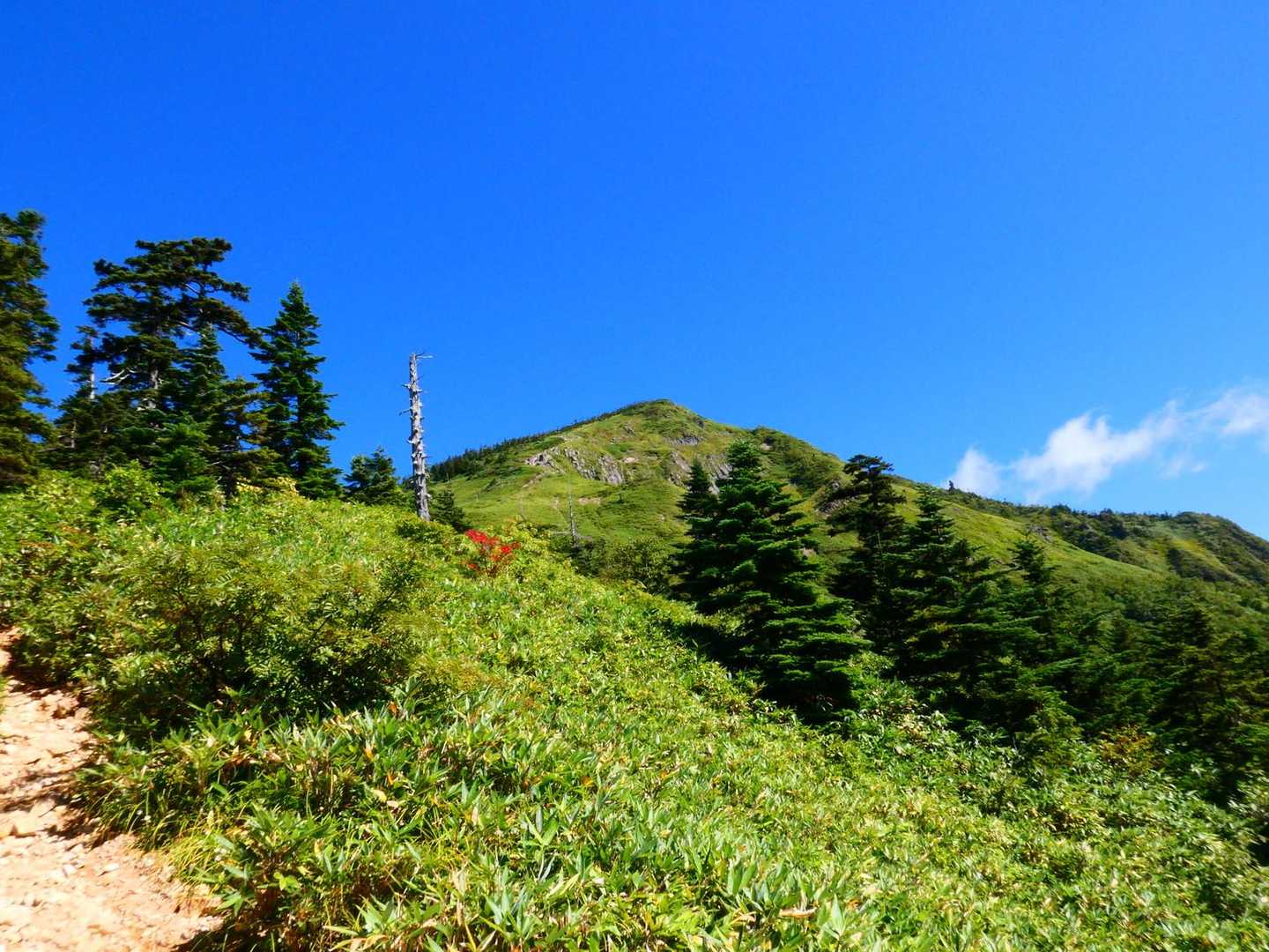 山頂駅-金山沢の頭-裏寺子屋山-岩菅山-裏岩菅山-一の瀬バ 縦走コースの写真