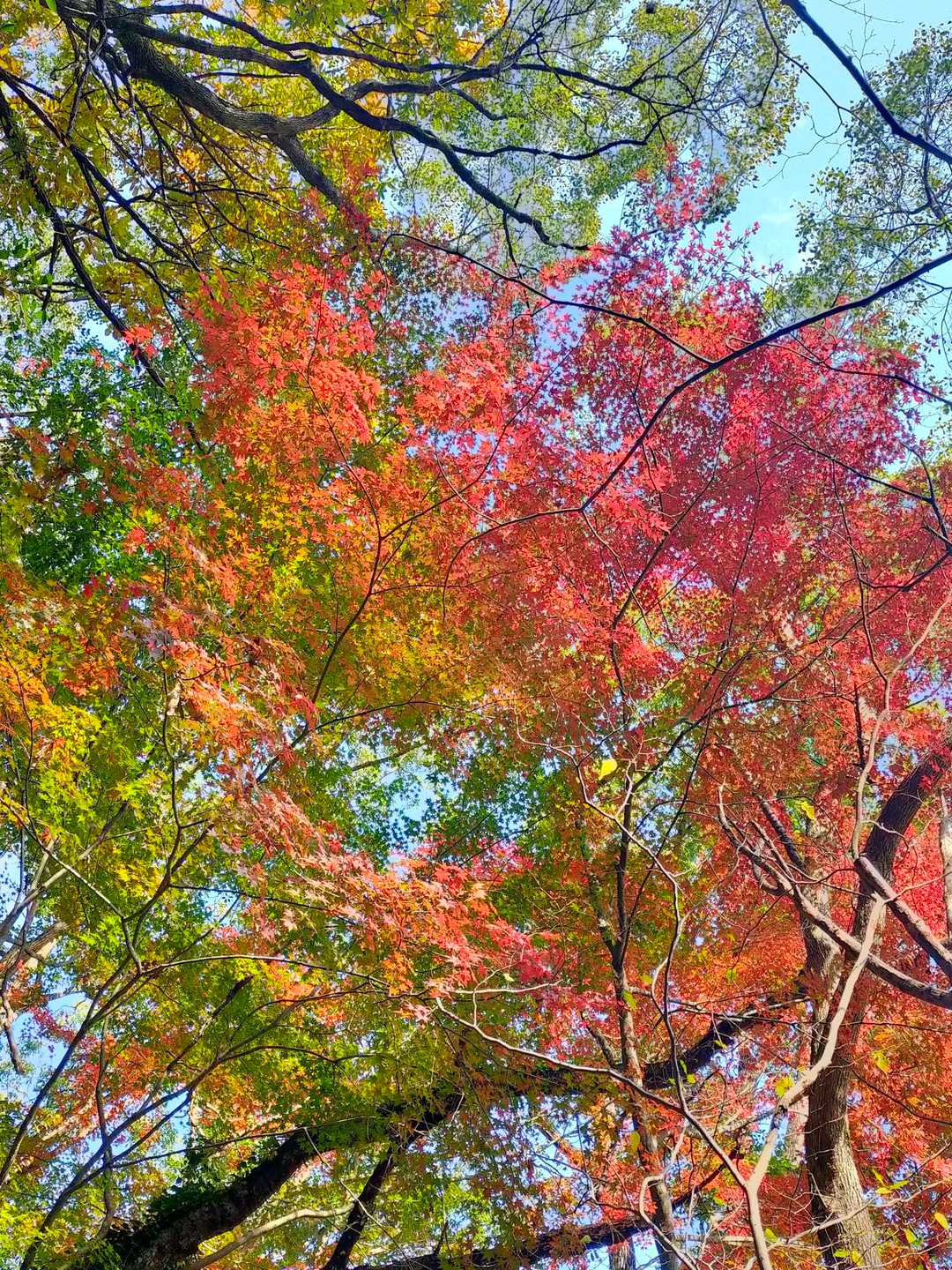 🍁グラデーションが素敵✨✨