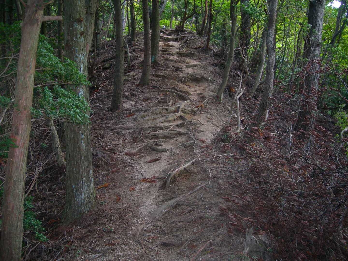 安楽峠-安楽峠登山口-臼杵ヶ岳-小太郎峠-船石-御所平 往復コースの写真