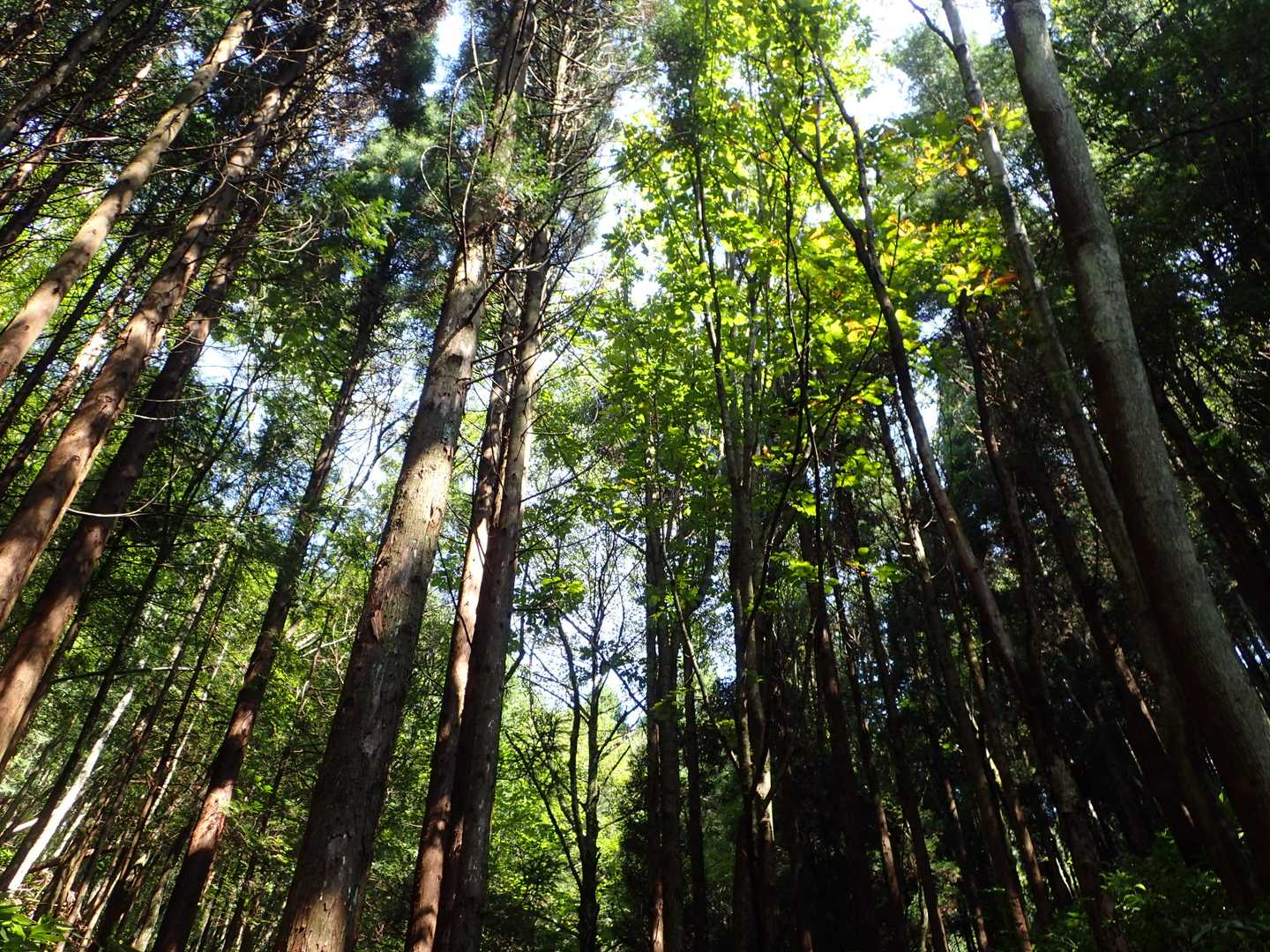 植林帯の中、ガラガラの登山道