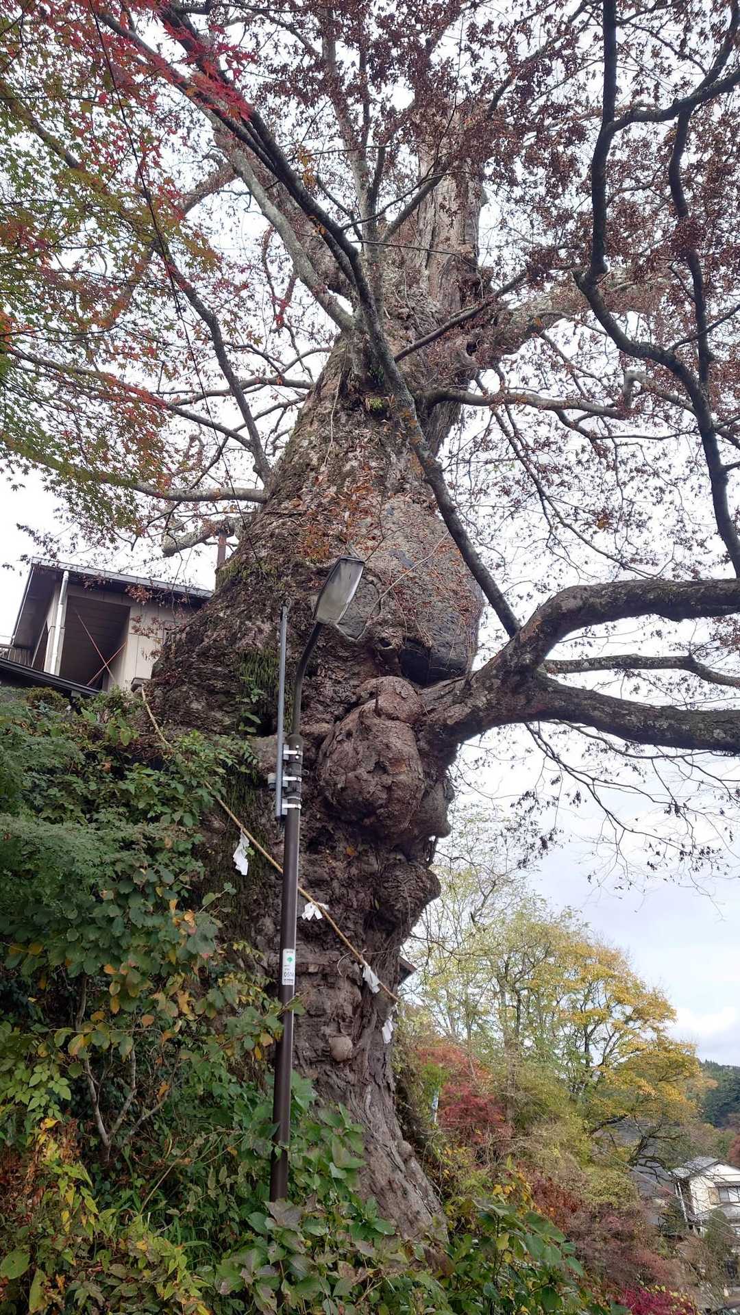 お約束の神代ケヤキ
