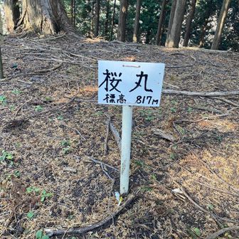 力士にいそうな🤭