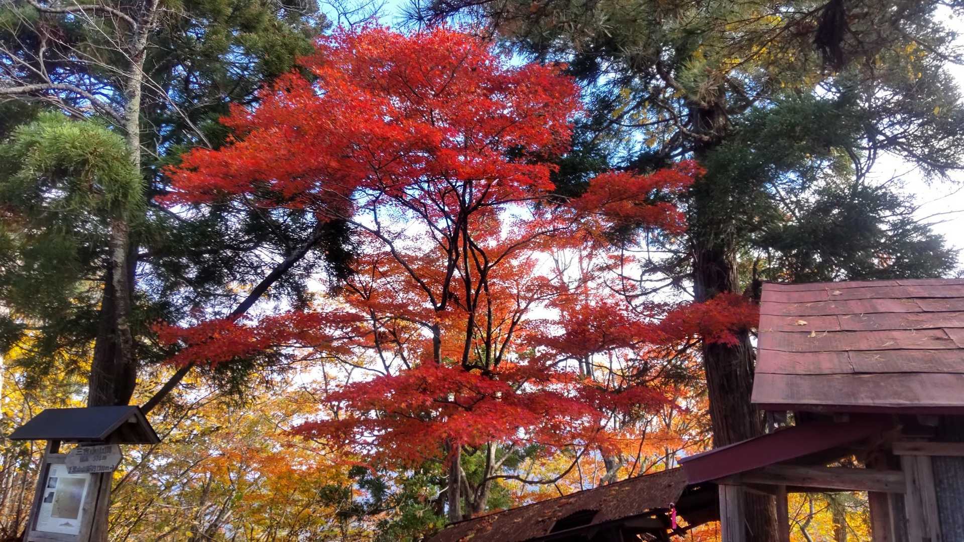 山頂の楓🍁