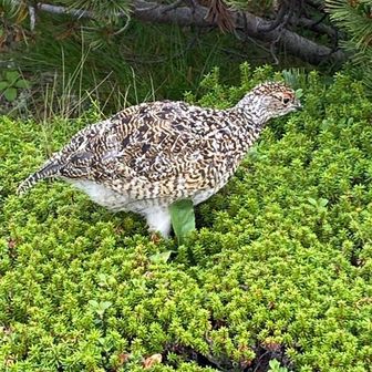 しまふくろう🦉