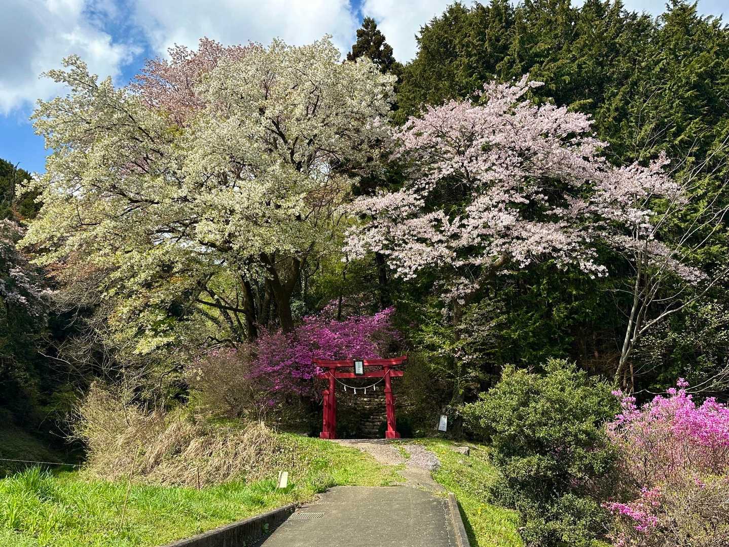 貴重な晴れの休みの日、本日は花の低山登山に、ツツジが咲き始めているらしい秋川丘陵へ。網代弁天山の登山は、山頂への途中に鎮座する貴志嶋神社の鳥居から。散り始めの桜と咲き始めのミツバツツジの競演で、山は束の間の賑わい