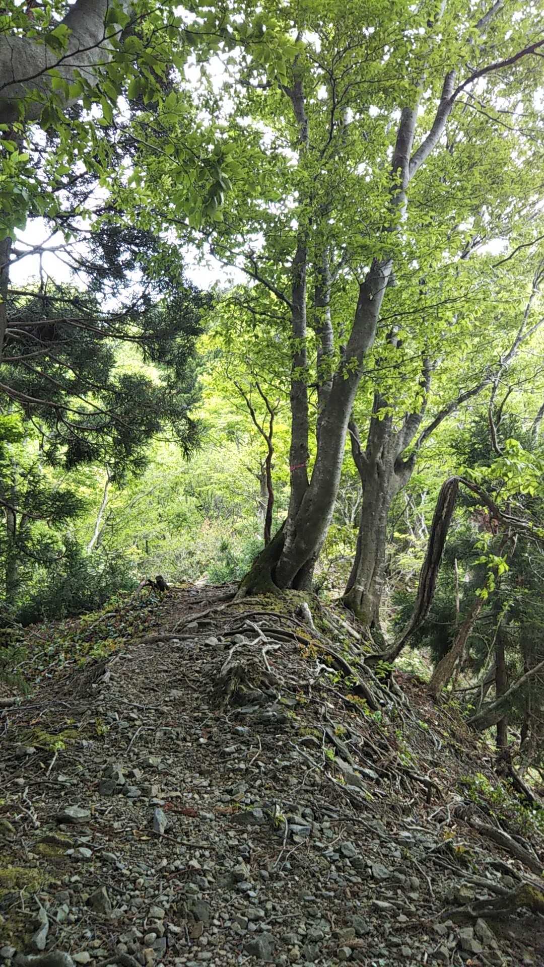 痩せ尾根🤩