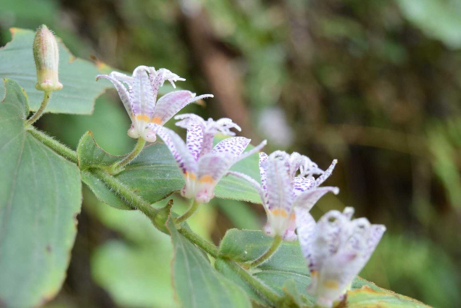 ヤマジノホトトギス横顔🌸