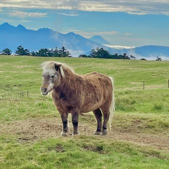 足の短いポニーさん🐴🐾