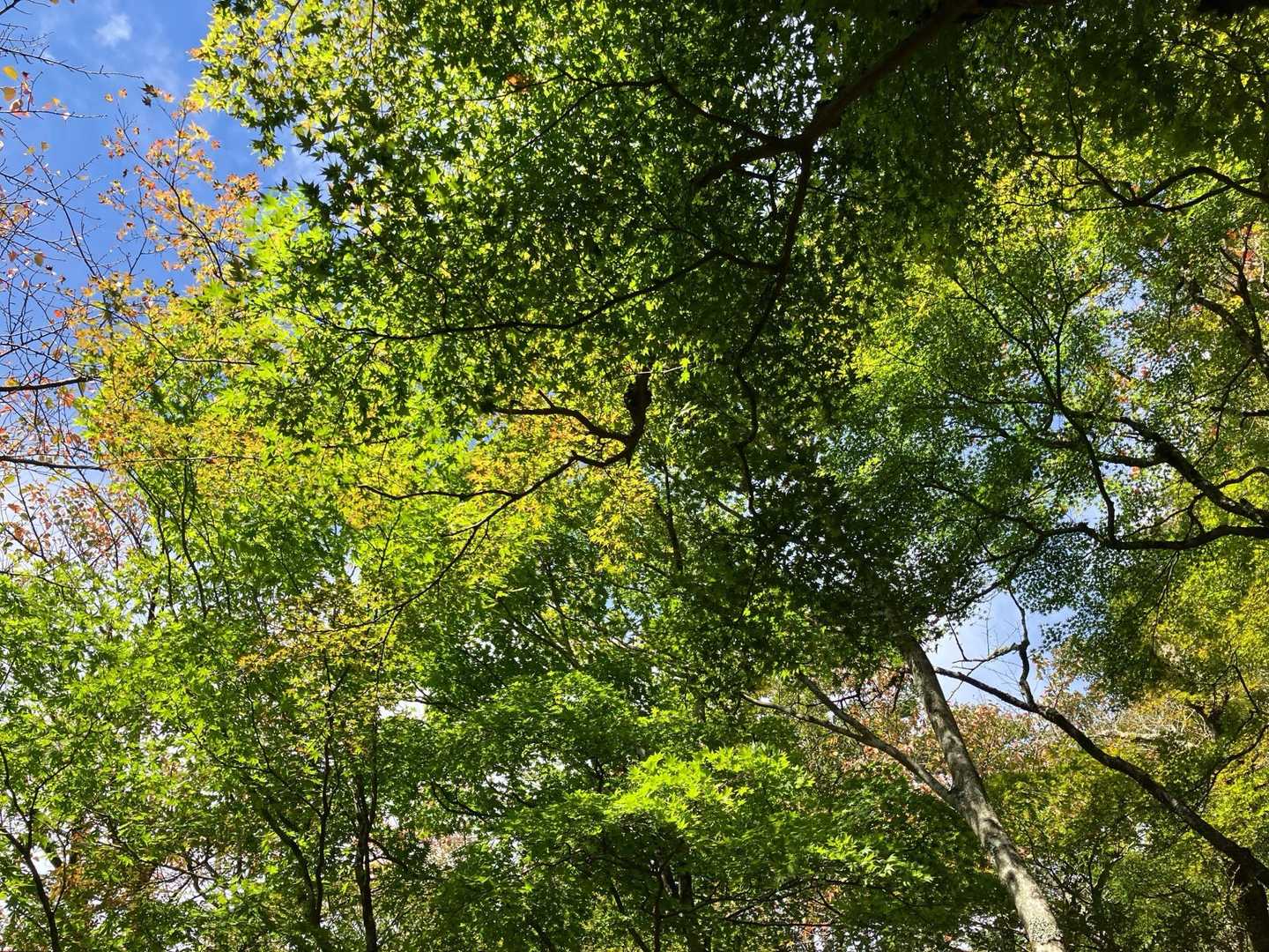 紅葉🍁はまだまだ