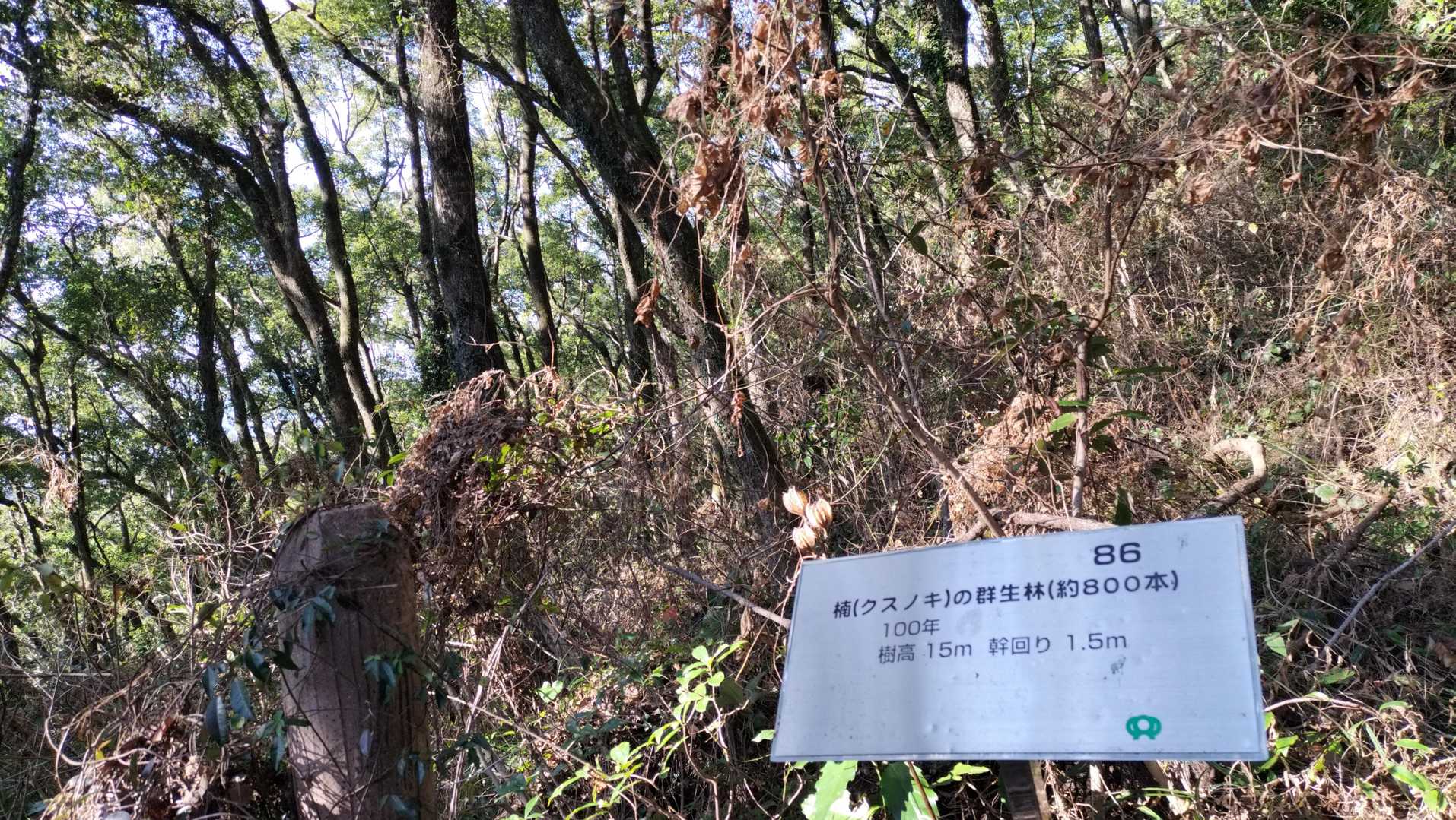 楠（クスノキ）の群生林。800本ってすごいね～