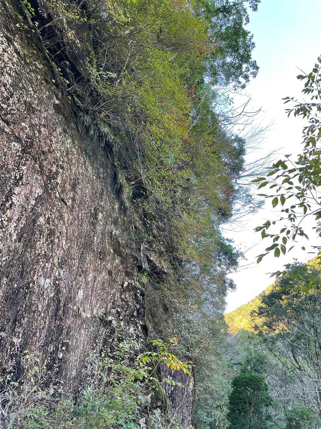 ここは岩ツツジが咲く所。
