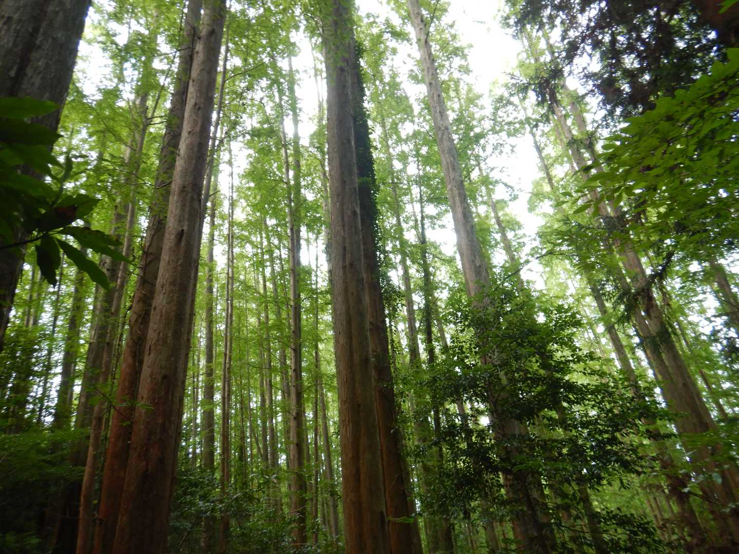 メタセコイアの森にでました😄　知らないと杉か檜だと思うかも😉