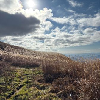 ススキもキラリ✨