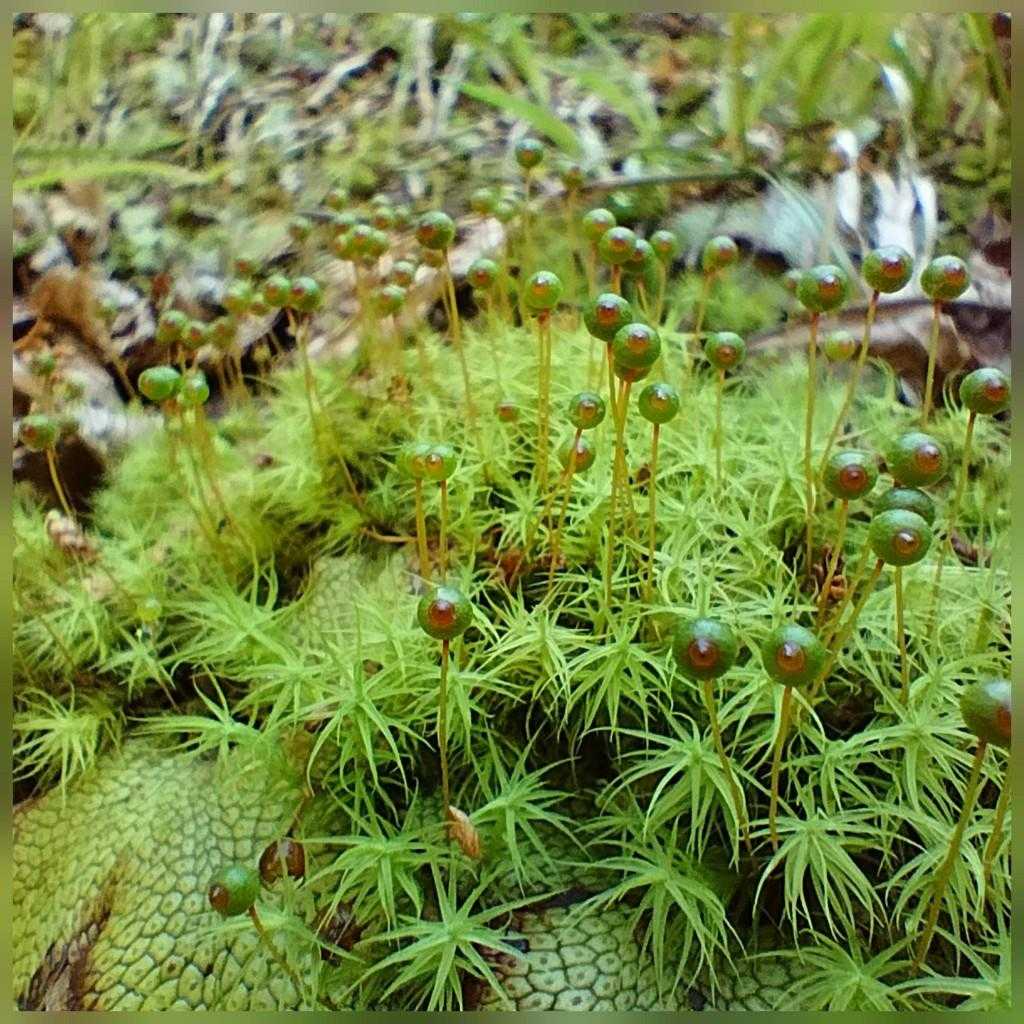 向山・花瓶山 目玉おやじさんにご対面🤗 / abekaの登山データ | YAMAP / ヤマップ
