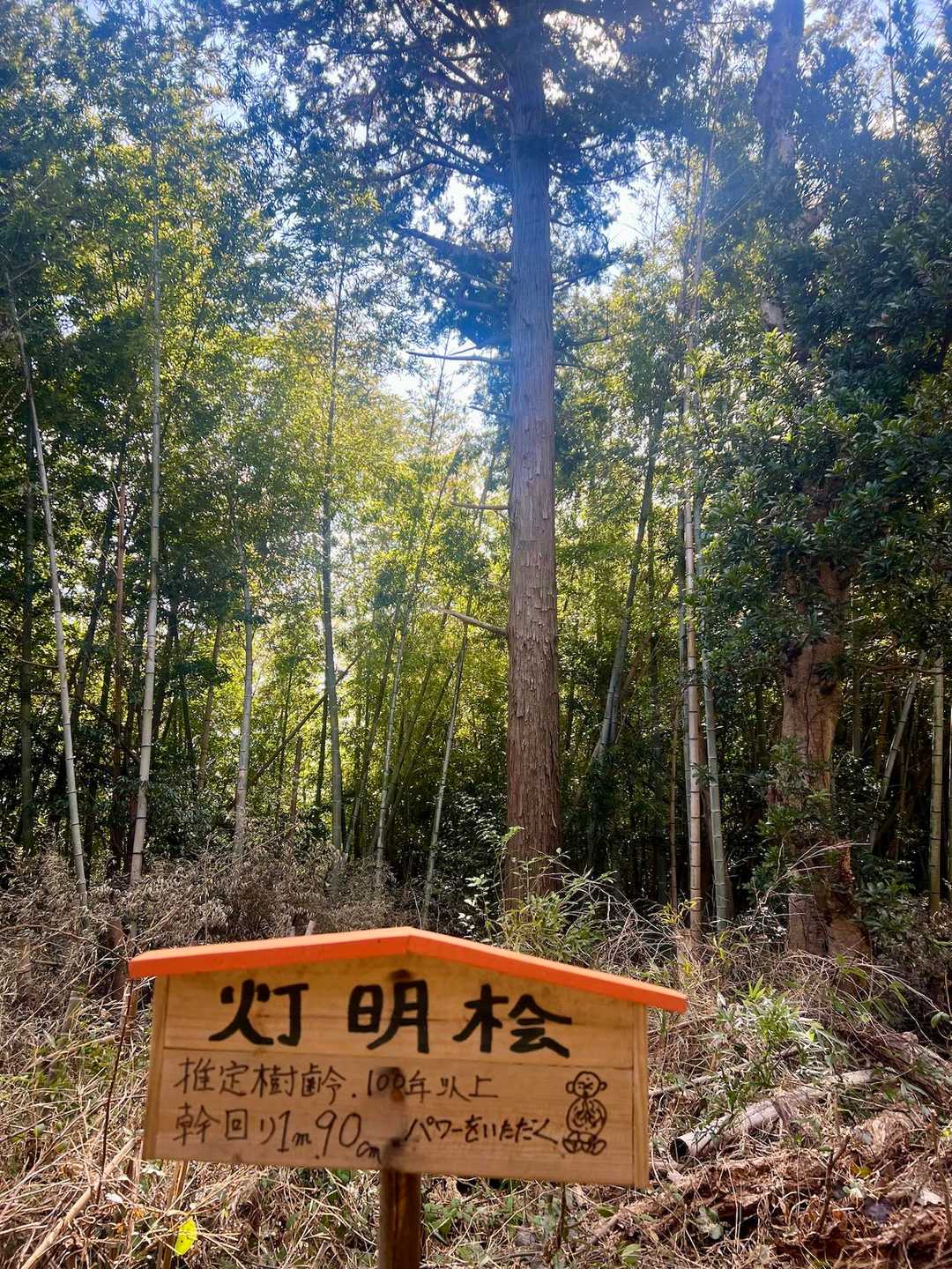 灯明桧🌲