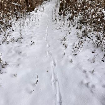 アニマルしか歩いてない🐾