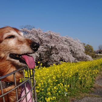 はなちゃんキャンプ