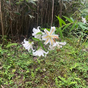 山ゆりが至るところに咲いていました