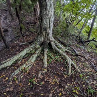 しっかり大地を掴んでますね、