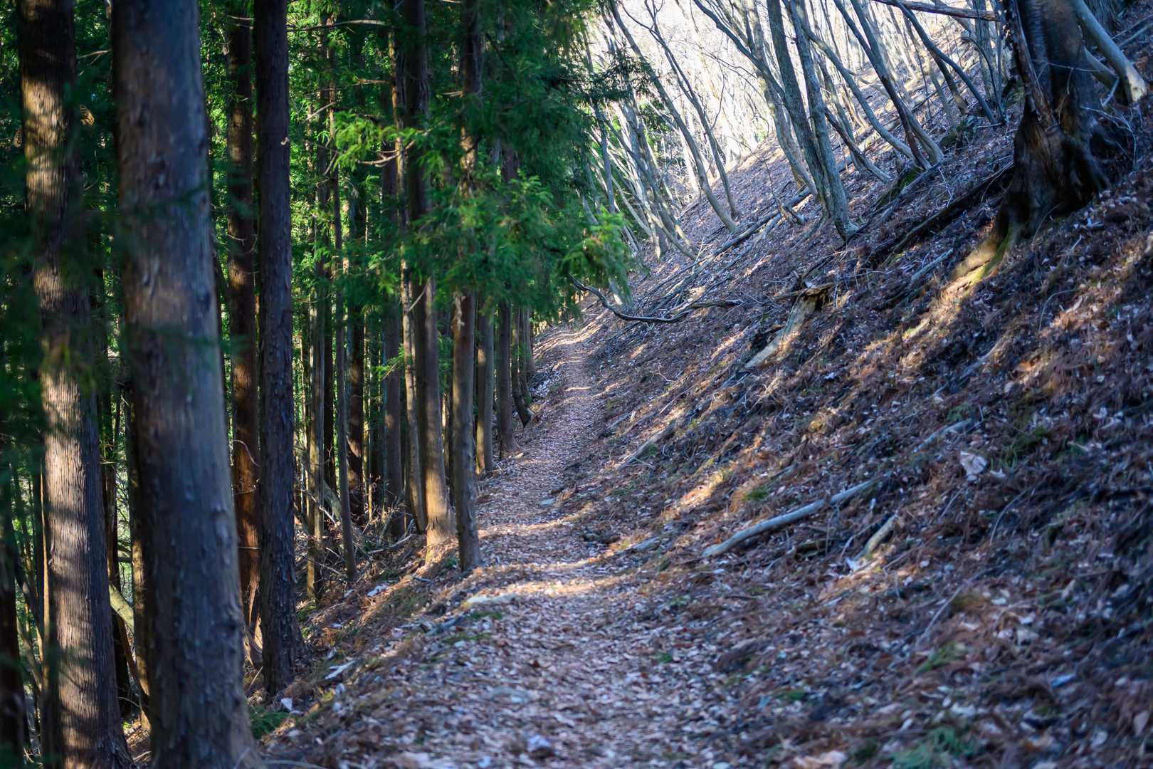 上川乗バス停-上川乗登山口-浅間峠-日原峠-土俵岳-小棡峠 縦走コースの写真