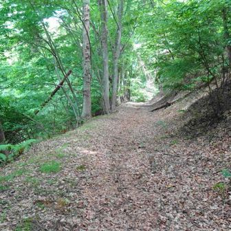 刈谷原峠からの下山道は落葉の積もった道で気持ち良く下れる。
途中、シカを見掛けたが撮影できなかった。