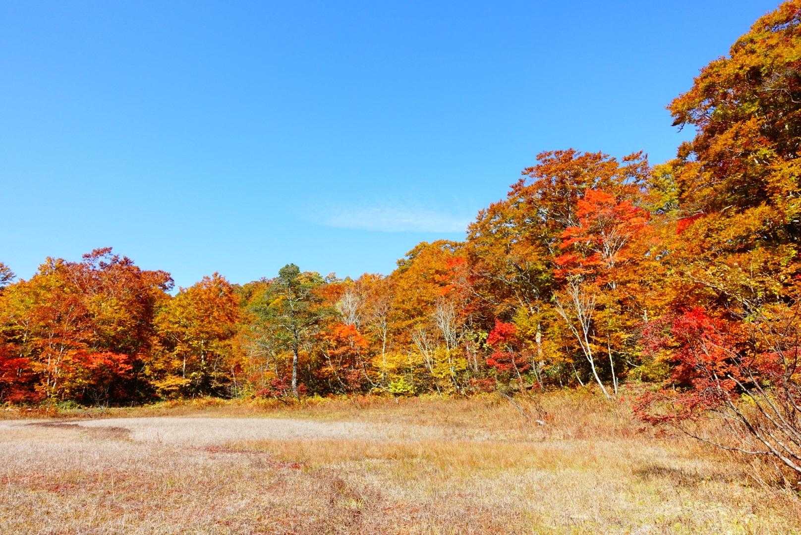 天生湿原
素晴らしい色付きです🍁