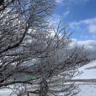 樹氷見れたよ〜❄️✨