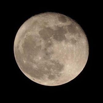 花ちゃん