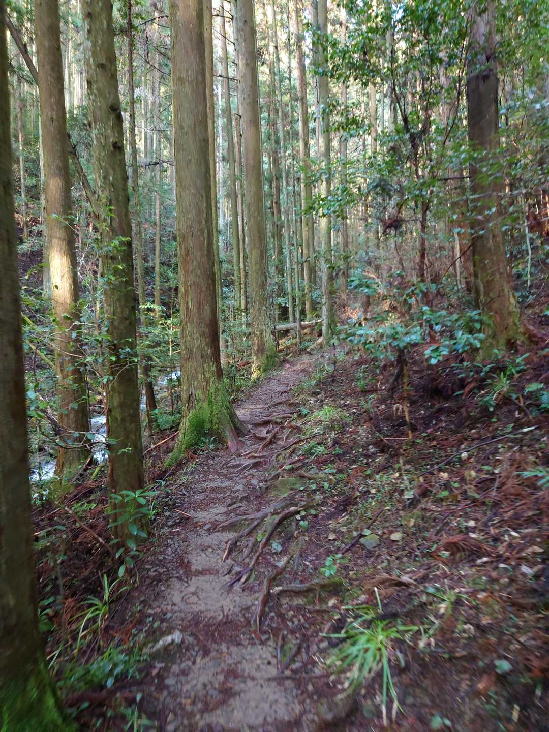 納古山 周回コースの写真