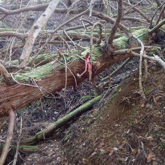 滝谷峠まで倒木が多い