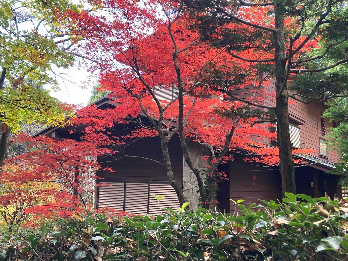 ほぼ下山口の紅葉🍁です