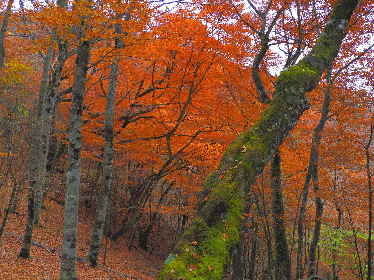 三頭山（鶴峠バス停）の写真