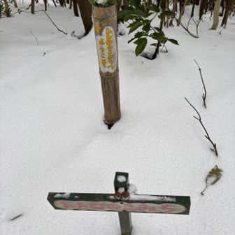 だいぶ雪が増えてきました約20cm