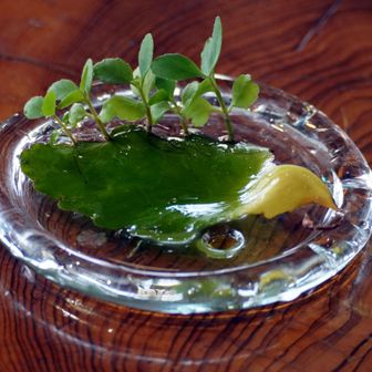 葉っぱから、枝が伸びる植物
