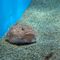 hulilikii
