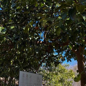 みかんなってるよ