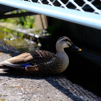おとなしいカモ🦆さんに遭遇