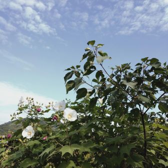 秋晴れ‼️　酔芙蓉の花