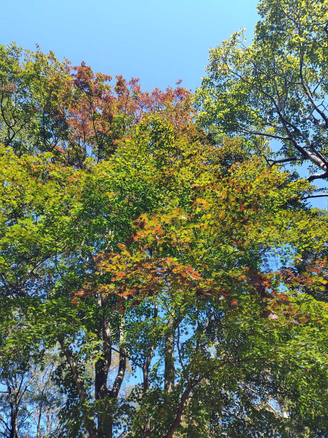 別所山山頂広場のプチっと紅葉🍁