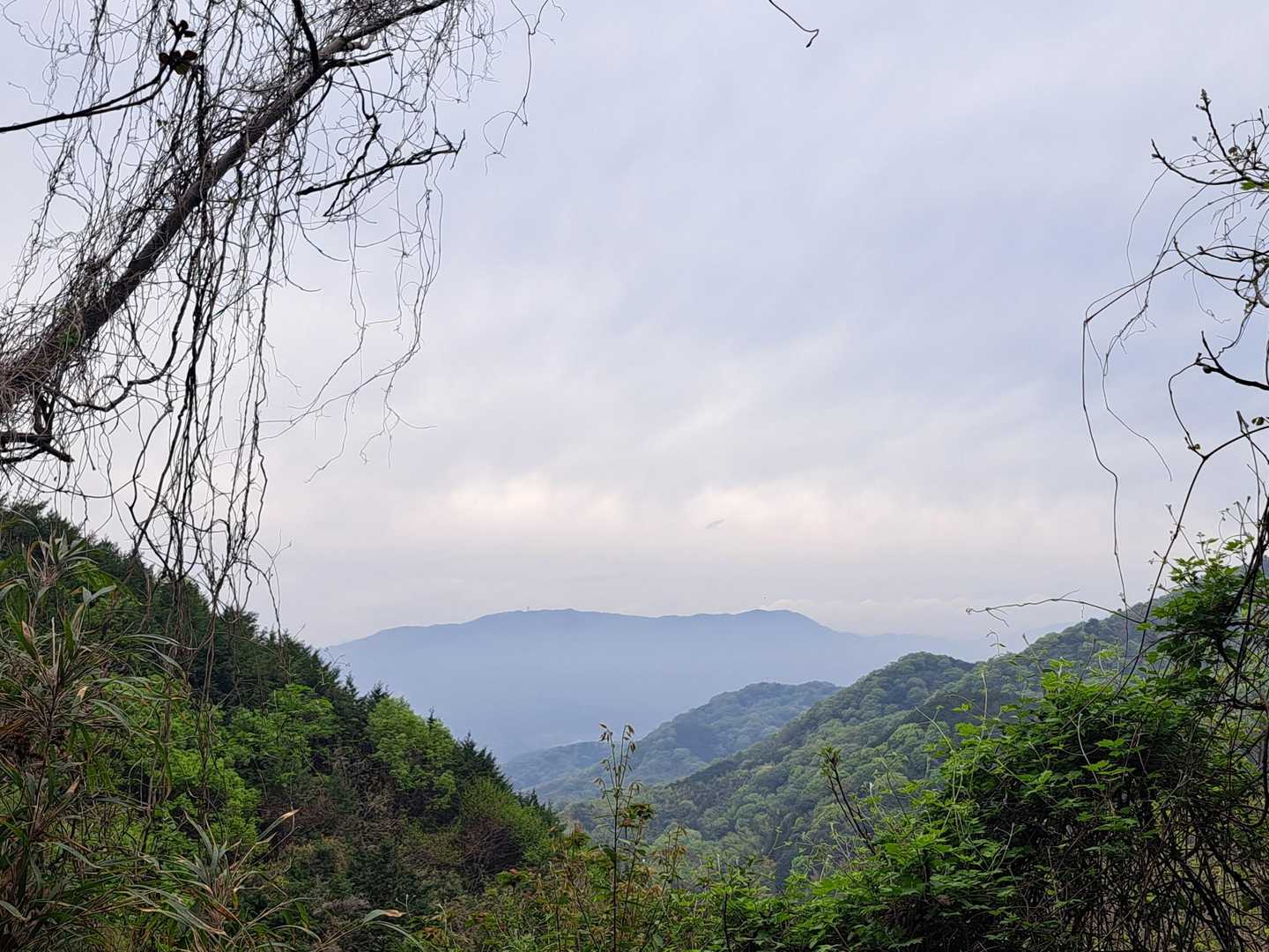 帰り道の展望(竜王山の南側)
雲辺寺山系の東側、中蓮寺山の辺りだと思われます。