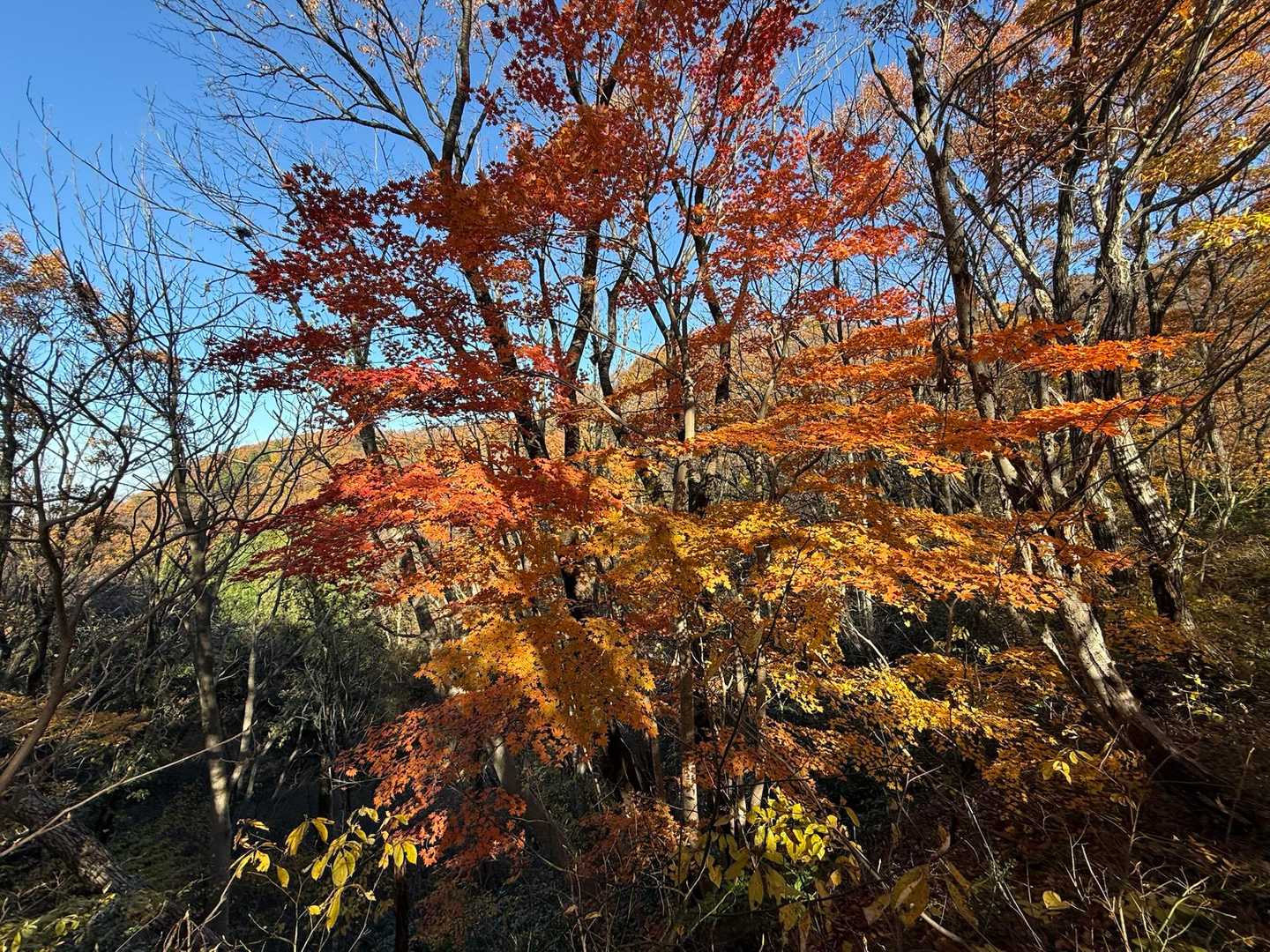 同じ
赤色は少なめです
キレイ🍂