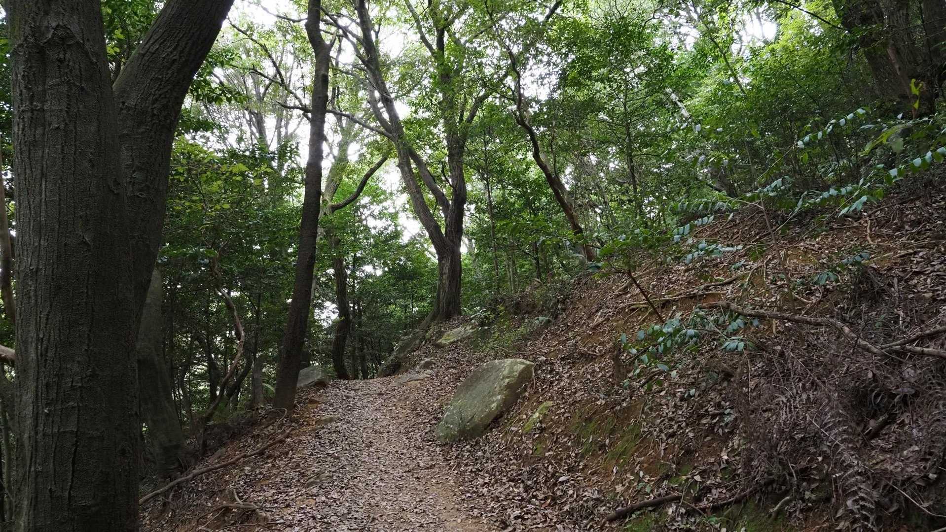 小雨で薄暗い山も雰囲気良し
