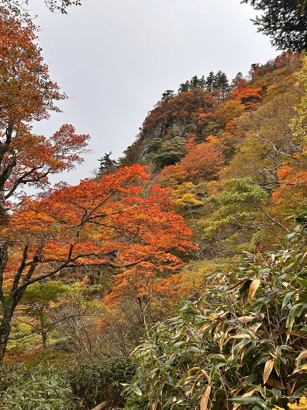 土小屋登山口-石鎚山 縦走コースの写真
