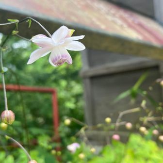 蕾もいっぱいです♪
もう、群生地に行かなくても大満足。
なので、行くのやめました😆