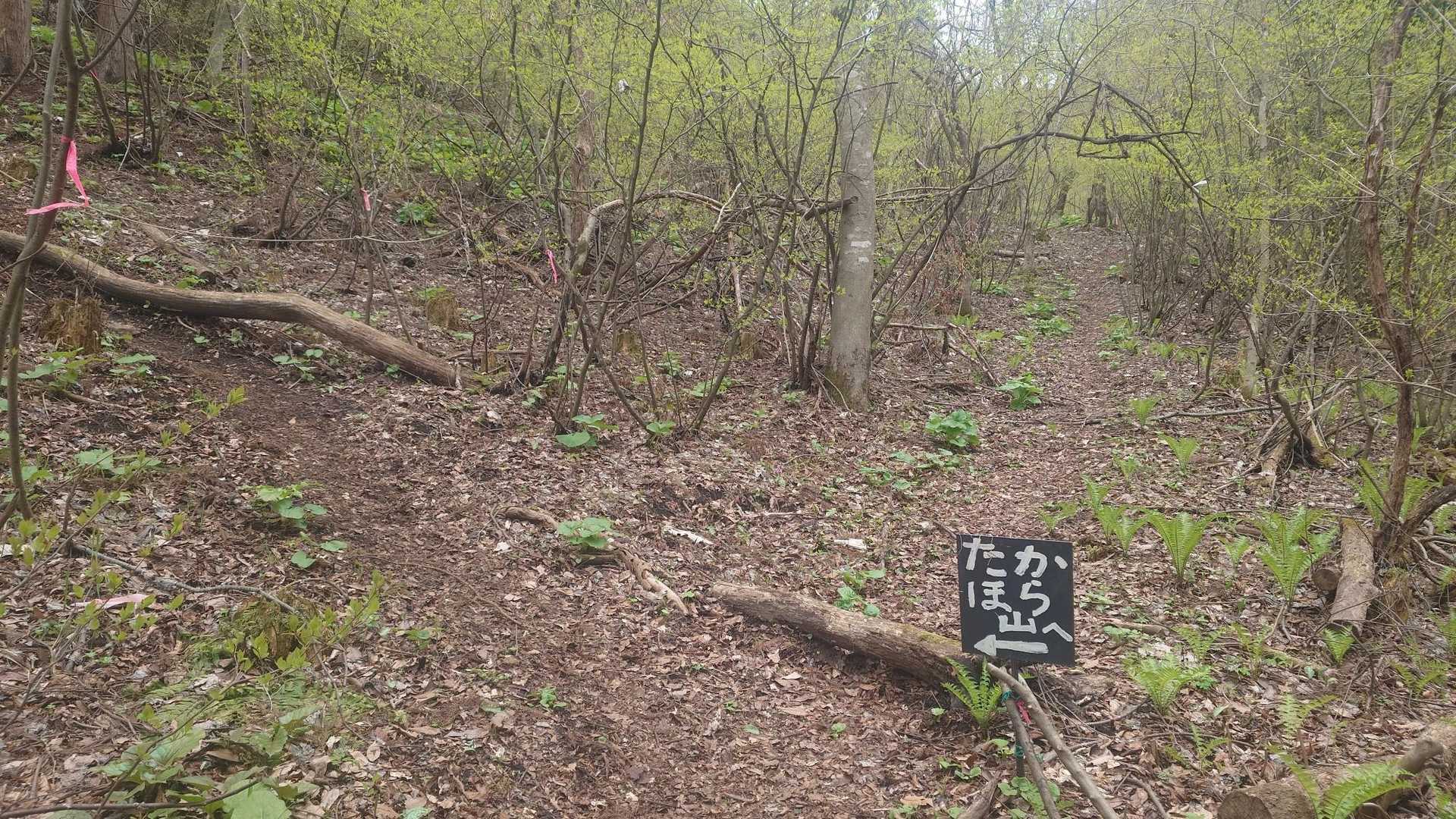 沢の方じゃなく尾根の方に行く道に変わってました