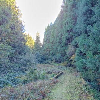 沢筋の緩やかな坂道を穏やかに下る