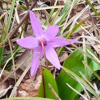 山頂のカタクリは種を蒔いたもの
後ろ姿美人です