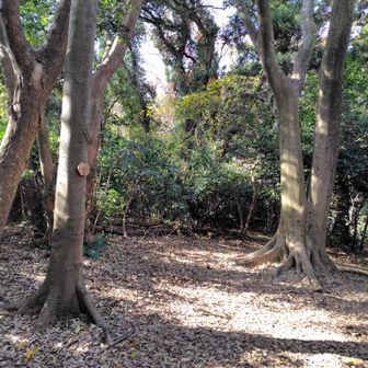 二子山(下）到着。
展望なし！