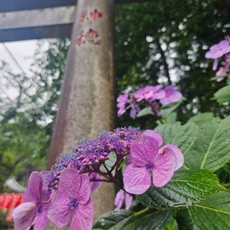 鳥居とあじさい⛩️